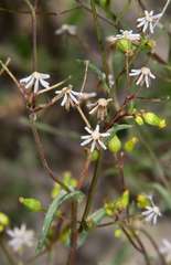 Senecio glossanthus