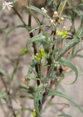 Senecio glossanthus