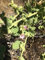 Malacothamnus aboriginum