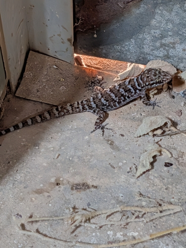 Gymnodactylus, 2026-10-28