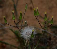 Senecio dolichocephalus