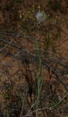 Senecio dolichocephalus
