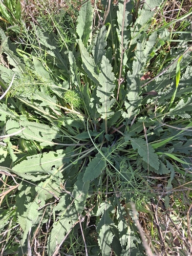 Salvia verbenaca observed 2026-10-25