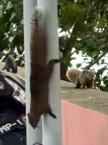 Callosciurus observed 2026-10-27