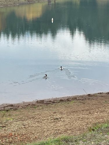 Mergus merganser observed 2026-10-27
