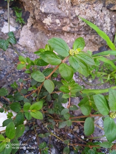 Euphorbia hirta observed 2026-10-28