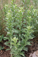 Pentanema germanicum