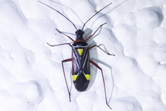 Closterocoris amoenus