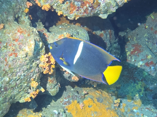 Holacanthus passer observed 2026-10-25
