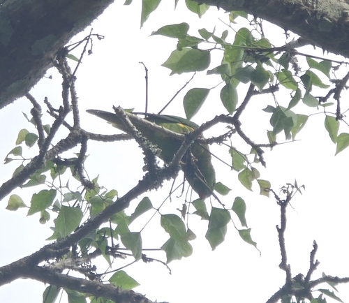 Trichoglossus chlorolepidotus, 2026-10-28