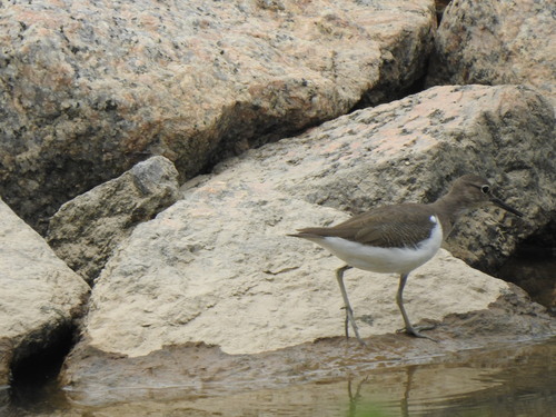 Actitis hypoleucos observed 2026-10-28