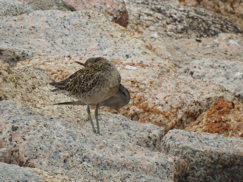 Pluvialis fulva observed 2026-10-28
