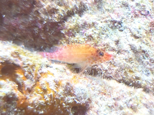 Cirrhitichthys oxycephalus observed 2026-10-24