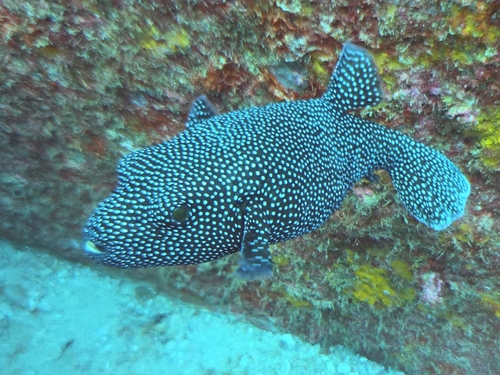 Arothron meleagris observed 2026-10-24