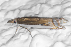 Crambus sperryellus