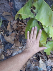Quercus