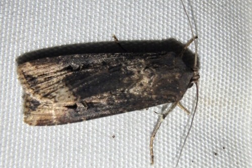 Agrotis ipsilon observed 2026-10-27