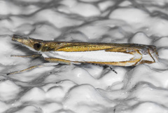 Crambus sperryellus