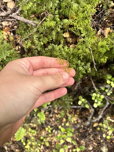 Hymenophyllum observed 2026-10-28