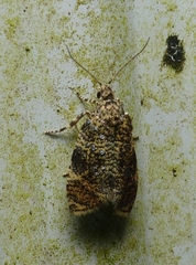 Olethreutes astrologana