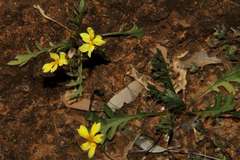 Goodenia pinnatifida