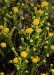 Kippistia suaedifolia