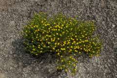 Kippistia suaedifolia