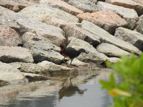 Amaurornis phoenicurus observed 2026-10-28
