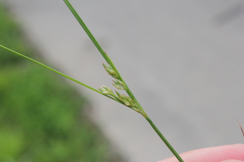 Image of Juncus dudleyi by (c) Quinten Wiegersma, some rights reserved (CC BY)