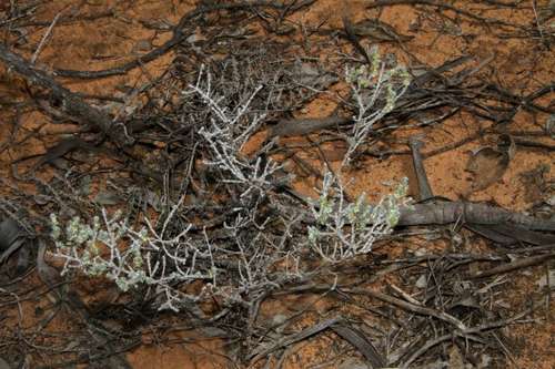 Image of Maireana radiata by (c) Russell Best, some rights reserved (CC BY)
