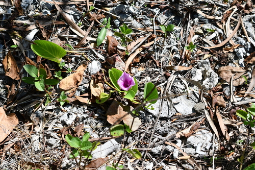 Ipomoea pes-caprae observed 2026-10-28