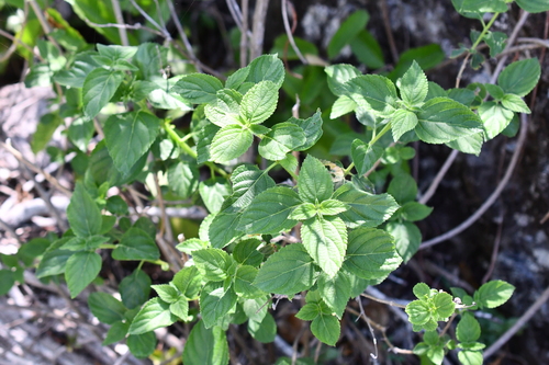 Lantana camara observed 2026-10-28