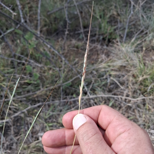 Heteropogon contortus observed 2026-10-28