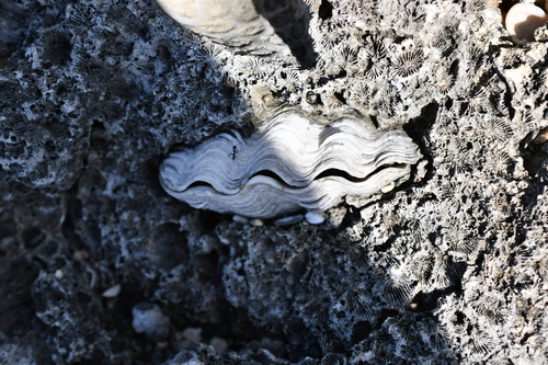 Tridacna observed 2026-10-28