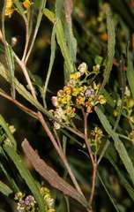Dodonaea viscosa angustissima