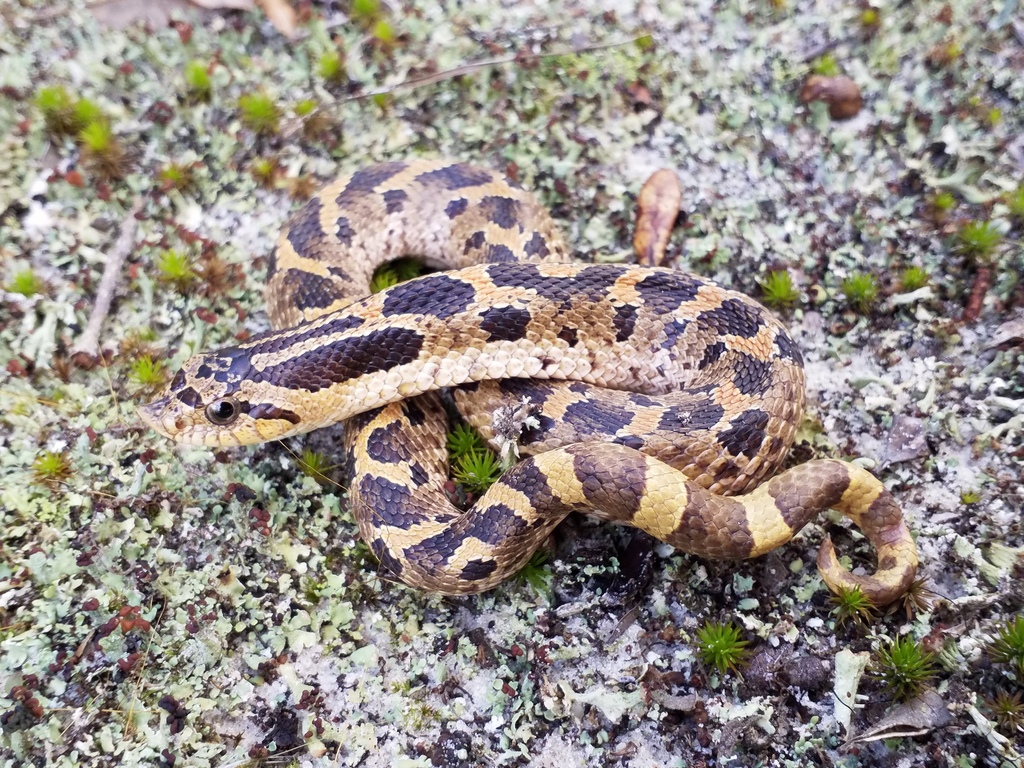 Southern Hognose Snake in October 2019 by fsherps. University of ...