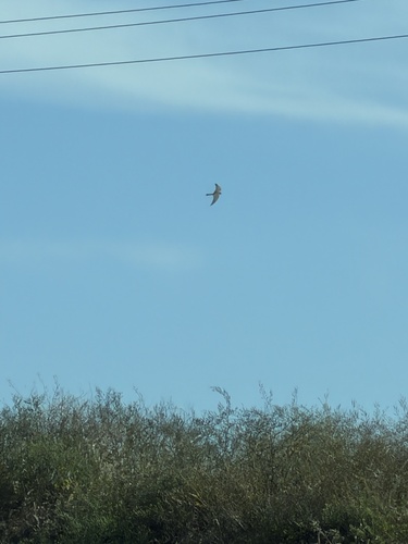 Falco cenchroides observed 2026-10-28