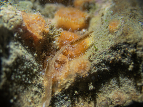 Astrangia haimei observed 2026-10-27