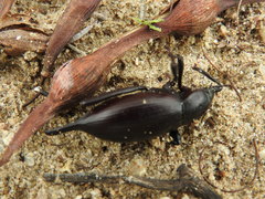 Eleodes eschscholtzii