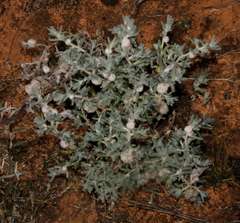 Dissocarpus paradoxus