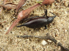 Eleodes eschscholtzii
