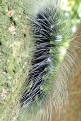 Macrobrochis