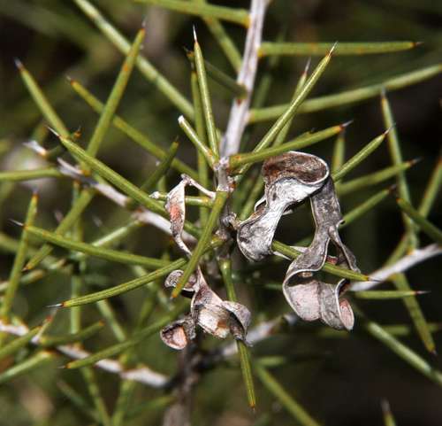 Image of Acacia colletioides by (c) Russell Best, some rights reserved (CC BY)