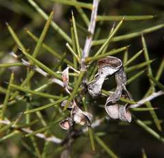 Acacia colletioides