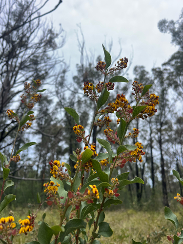 Daviesia latifolia, 2026-10-28
