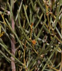 Acacia rigens