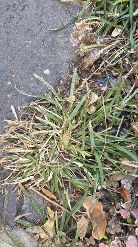 Eleusine indica observed 2026-10-28