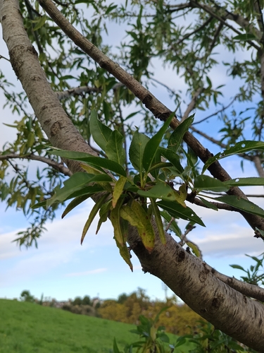 Prunus observed 2026-10-28