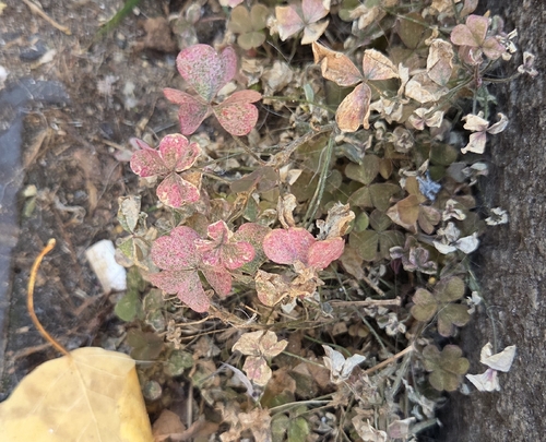 Oxalis observed 2026-10-28