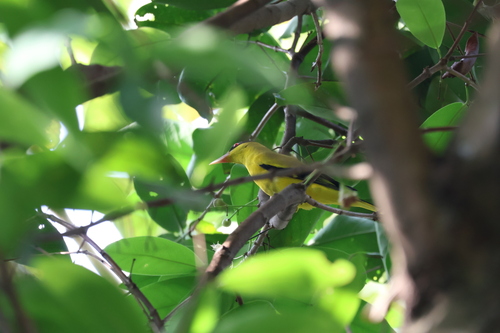 Oriolus chinensis observed 2026-10-28